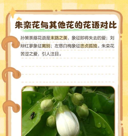 花语对应的故事是什么？每种花语背后隐藏的故事？