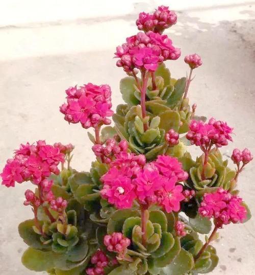 长寿吉祥的花语是什么？长寿吉祥花语在祝福中的应用？