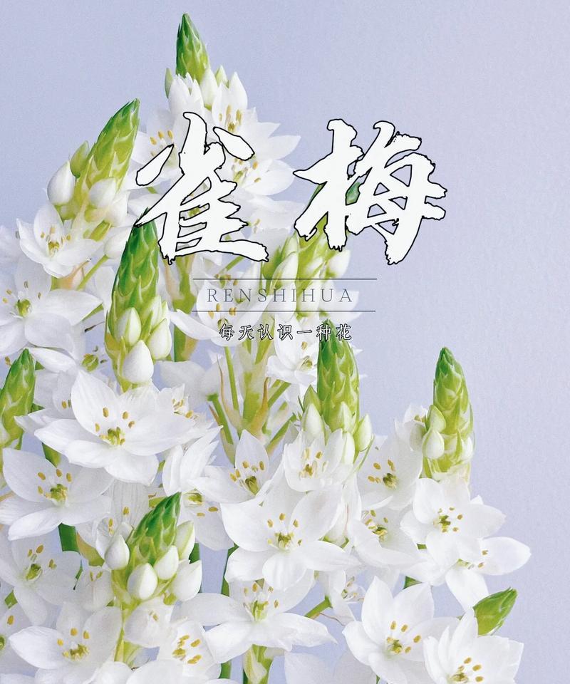 如意花语是什么？如意花在传统花语中的地位？