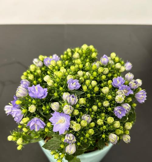 如意花语是什么？如意花在传统花语中的地位？