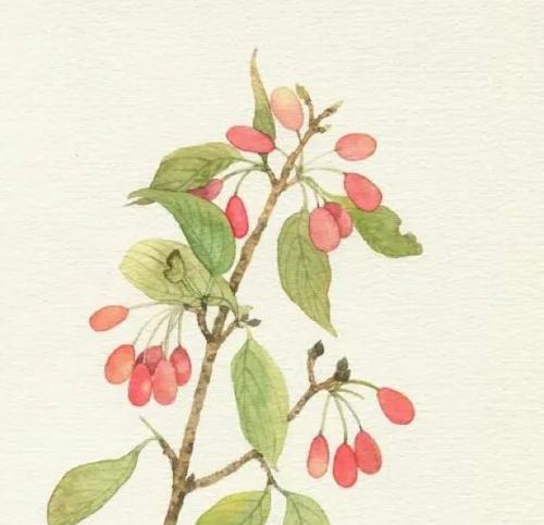白色茱萸花花语是什么？白色茱萸花在传统中的意义？