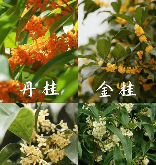 桂树花语和传说有哪些？桂树花语在文化中的影响？