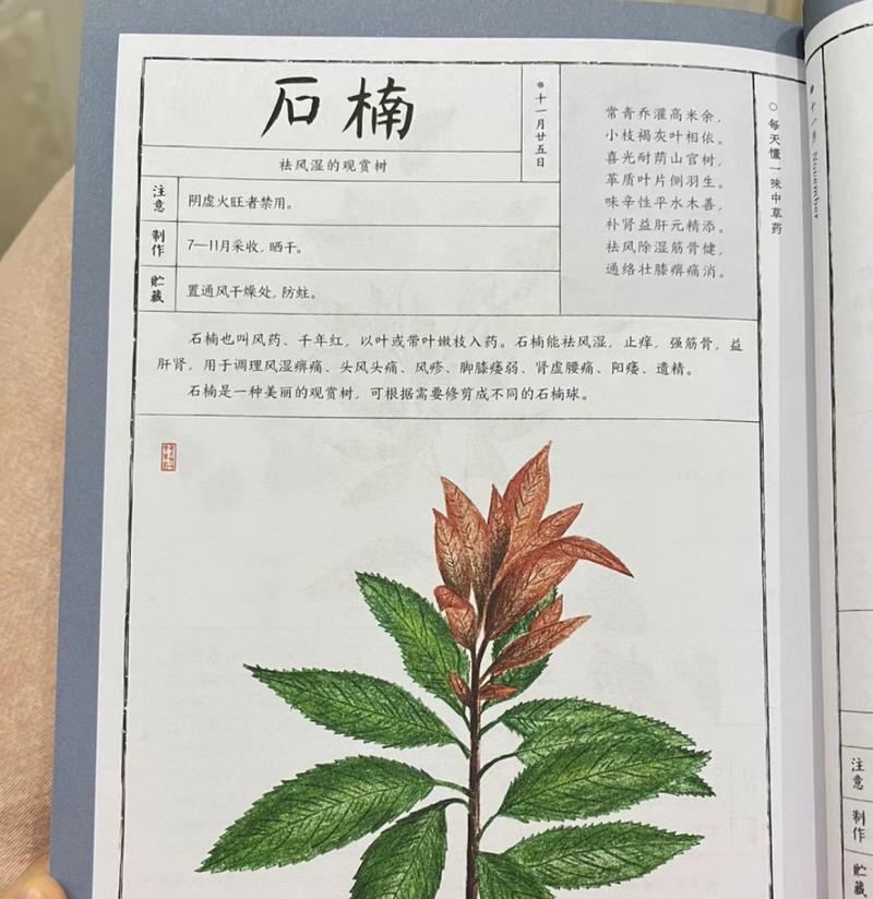 石楠花语是什么？它在花语中代表了什么含义？