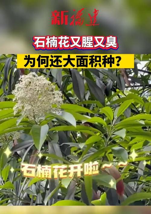 石楠花语是什么？它在花语中代表了什么含义？