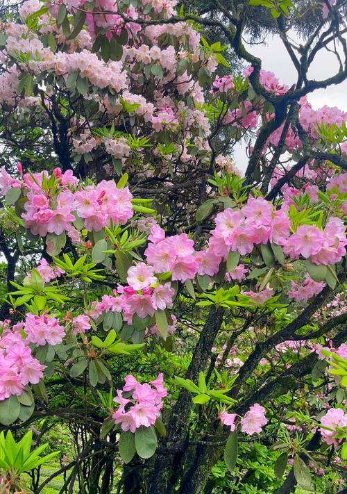 杜鹃的花语大全是什么？杜鹃花语有哪些不同的含义？