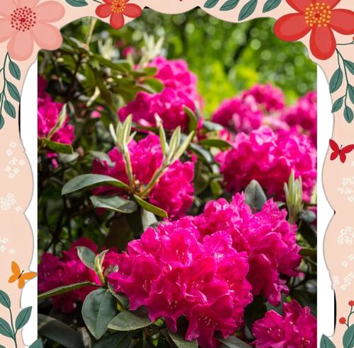 杜鹃的花语大全是什么？杜鹃花语有哪些不同的含义？