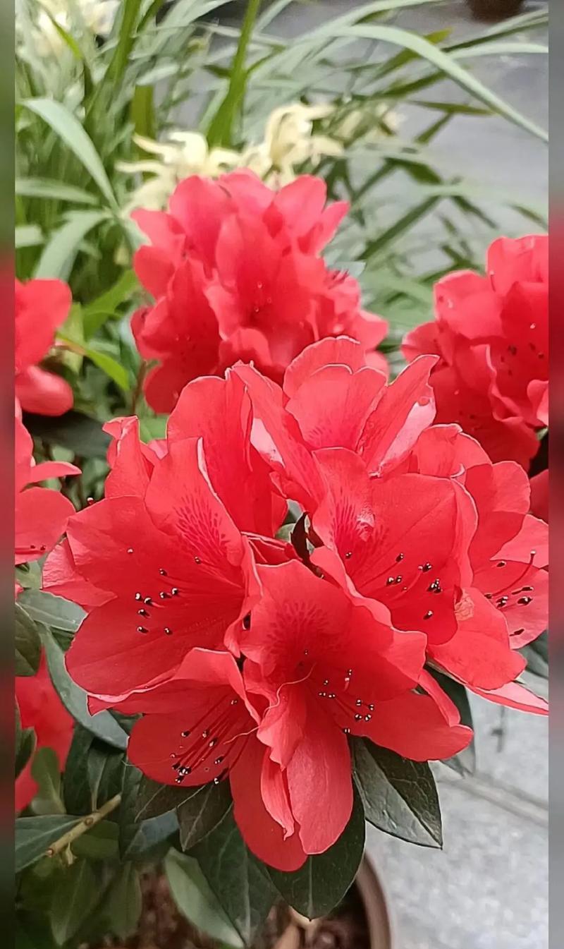 杜鹃的花语大全是什么？杜鹃花语有哪些不同的含义？