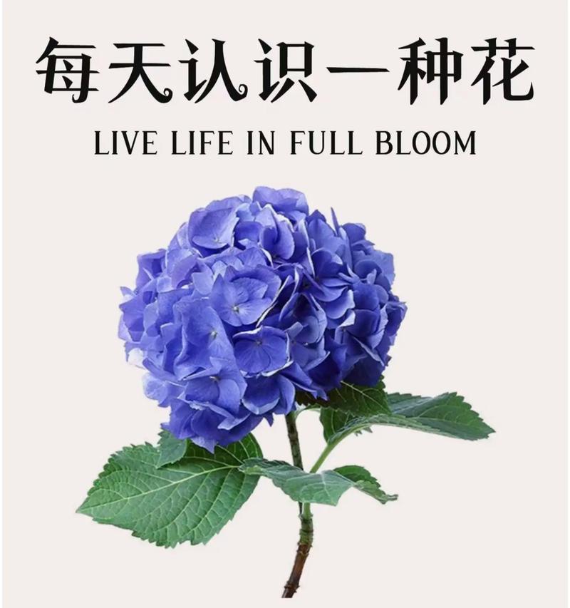 绣球菊花的花语是什么？绣球菊代表了哪些情感？