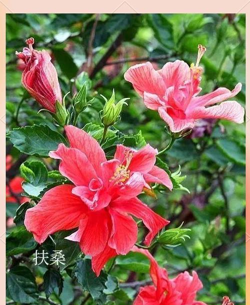 扶桑花花语诗句有哪些？扶桑花在诗句中象征着什么？