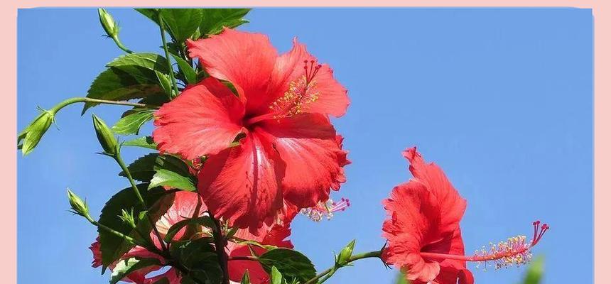 扶桑花花语诗句有哪些？扶桑花在诗句中象征着什么？