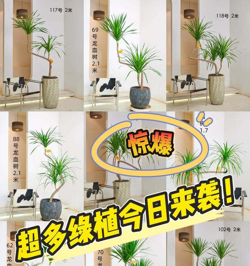 狭叶龙血树花语是什么？龙血树的花语有哪些特别之处？