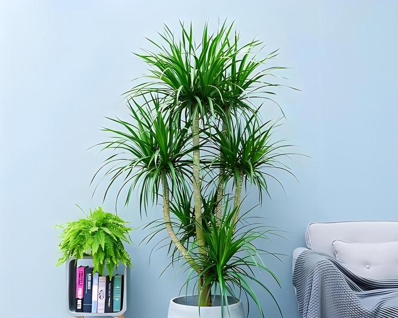 狭叶龙血树花语是什么？龙血树的花语有哪些特别之处？