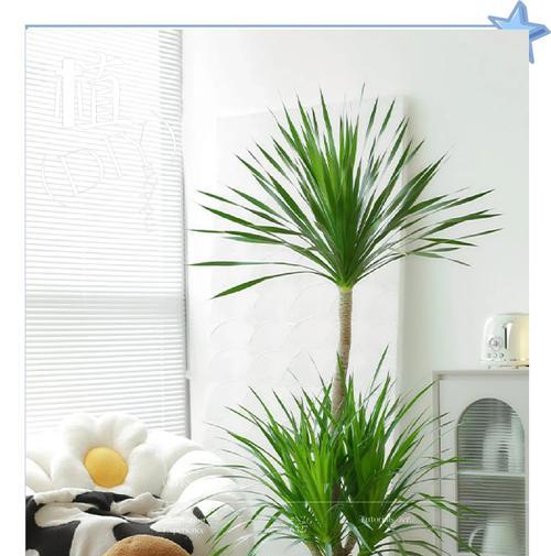 狭叶龙血树花语是什么？龙血树的花语有哪些特别之处？