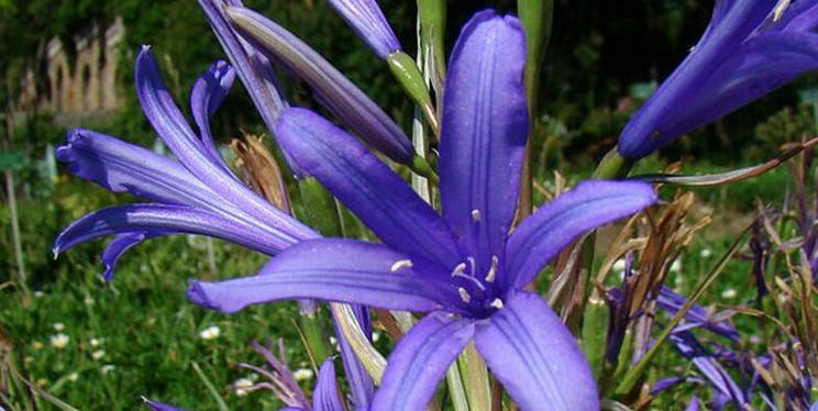 蓝色石蒜花花语是什么？蓝色石蒜花代表了什么？