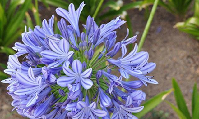 蓝色石蒜花花语是什么？蓝色石蒜花代表了什么？