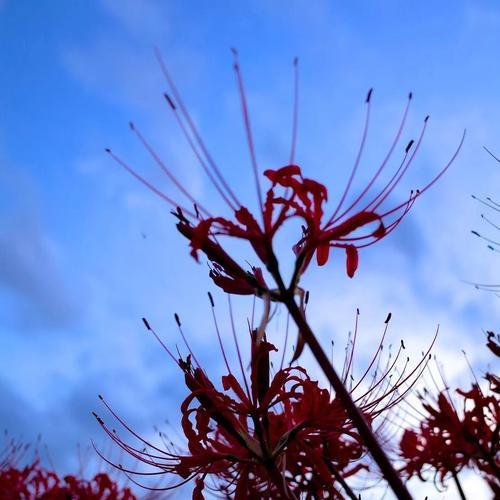 蓝色石蒜花花语是什么？蓝色石蒜花代表了什么？