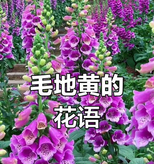 象征暗恋的花语有哪些？哪种花语代表了暗恋？