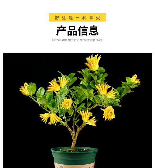 千佛手花语寓意是什么？千佛手的花语有哪些寓意？