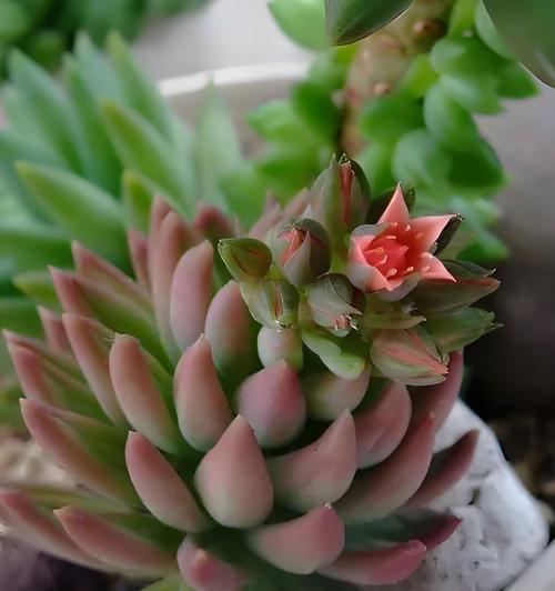 千佛手花语寓意是什么？千佛手的花语有哪些寓意？