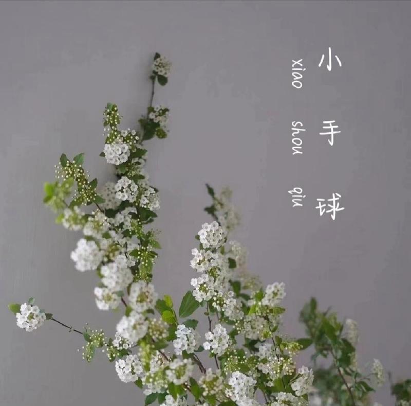花语努力和寓意是什么？努力在花语中如何表达？