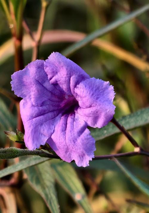 紫色蓝花草花语是什么？紫色蓝花草代表了什么？