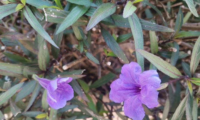 紫色蓝花草花语是什么？紫色蓝花草代表了什么？