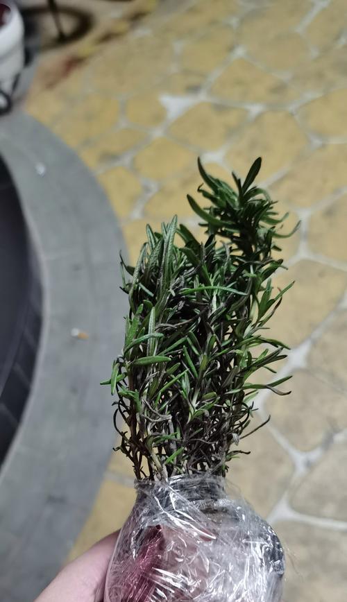 种植迷迭香花语是什么？迷迭香的花语有哪些？