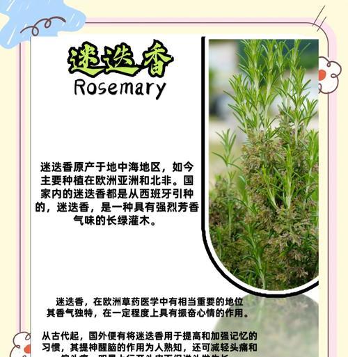 种植迷迭香花语是什么？迷迭香的花语有哪些？