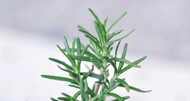 种植迷迭香花语是什么？迷迭香的花语有哪些？