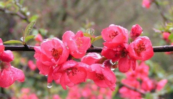 红色欧石楠花语是什么？它代表了哪些深意？