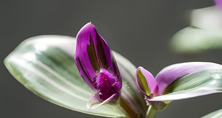 花叶吊竹梅的花语有哪些？它象征着什么？