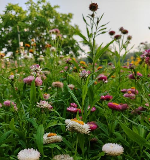 黄色麦杆菊的花语是什么？它有什么特别的含义？