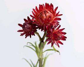 黄色麦杆菊的花语是什么？它有什么特别的含义？