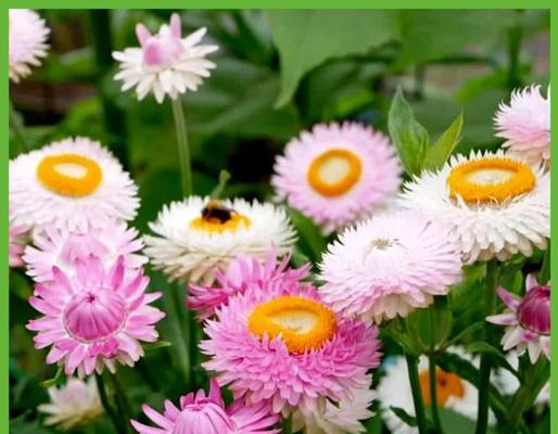 黄色麦杆菊的花语是什么？它有什么特别的含义？