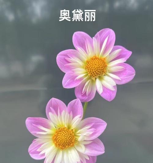 白色海芋的花语是什么？它象征着什么？