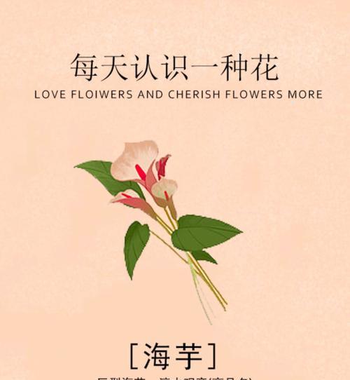 白色海芋的花语是什么？它象征着什么？