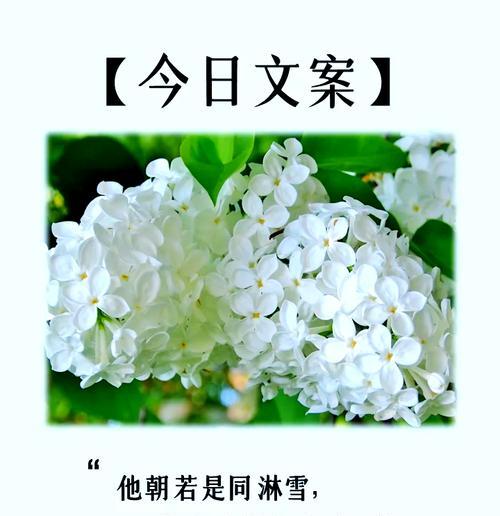 丁香花的花语是什么？它代表了哪些情感？