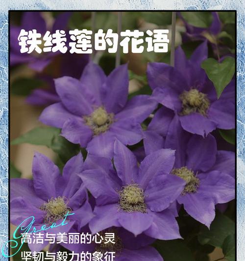 薄荷的花语是什么？它如何表达优雅？