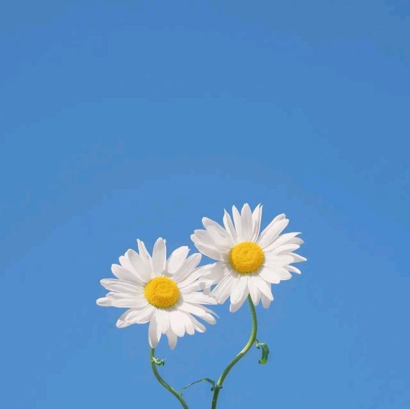 白色雏菊球的花语是什么？它有什么特别含义？