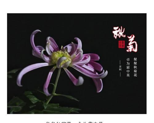 菊花的特点和花语是什么？它象征着什么？
