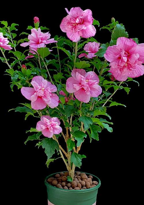 夏威夷木槿的花语是什么？它有什么特别含义？