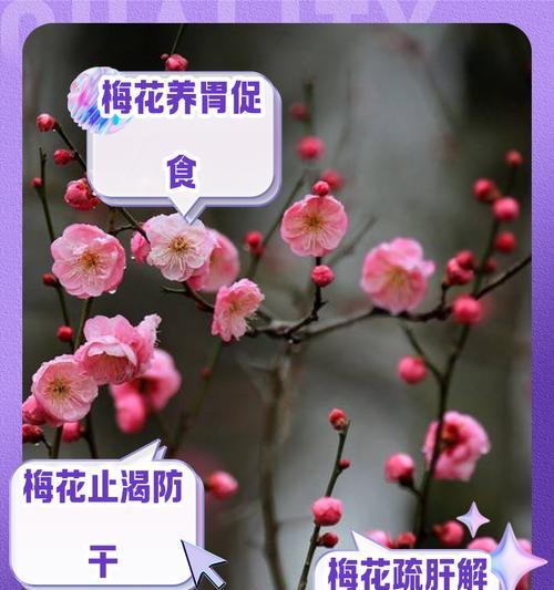 梅花树的传说花语是什么？它代表了哪些故事？
