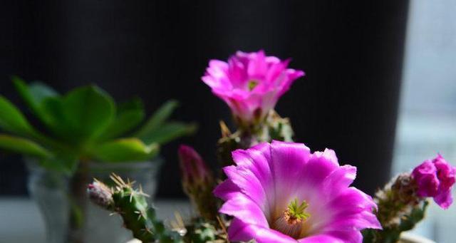 老来变的花语寓意是什么？它象征着什么？