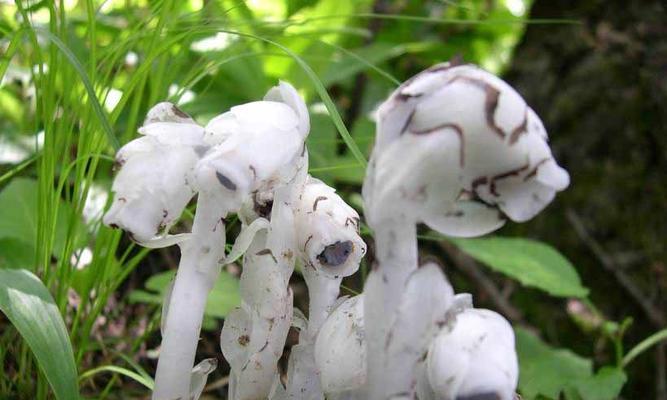 水晶兰的花语果实是什么？它有什么特别含义？