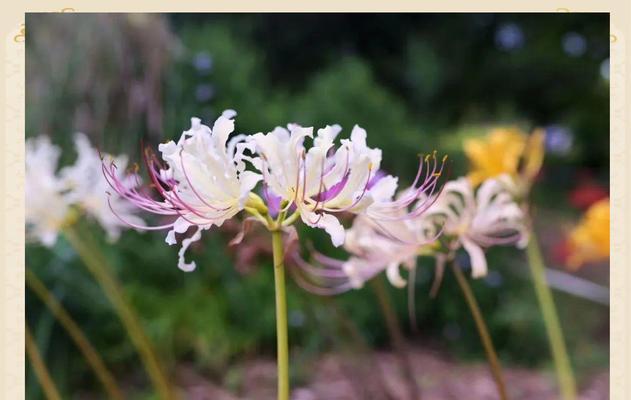 石蒜兰花的花语是什么？如何表达爱意？