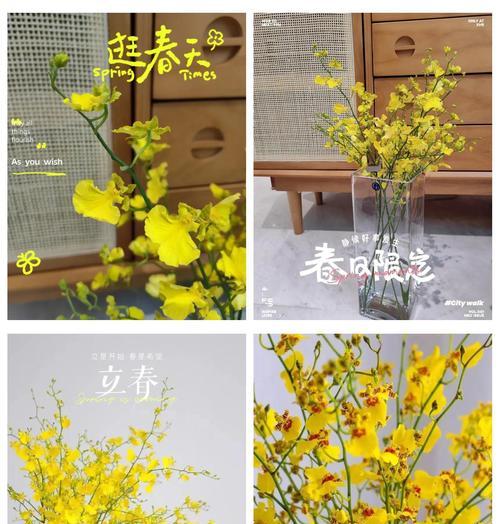 跳舞兰的花语有哪些？跳舞兰代表什么？