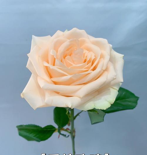 香槟色花的花语有哪些？不同颜色香槟花的含义是什么？
