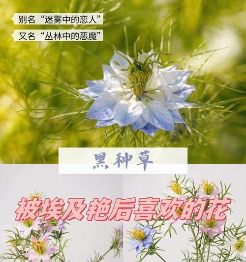 黑王子的花语有哪些？黑王子花代表什么意义？
