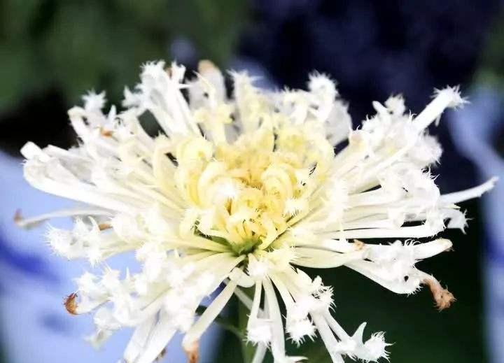 白色菊花球的花语是什么？白色菊花球代表什么？