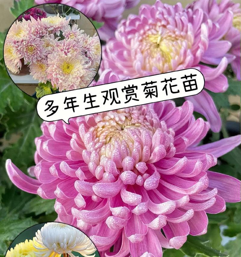 白色菊花球的花语是什么？白色菊花球代表什么？